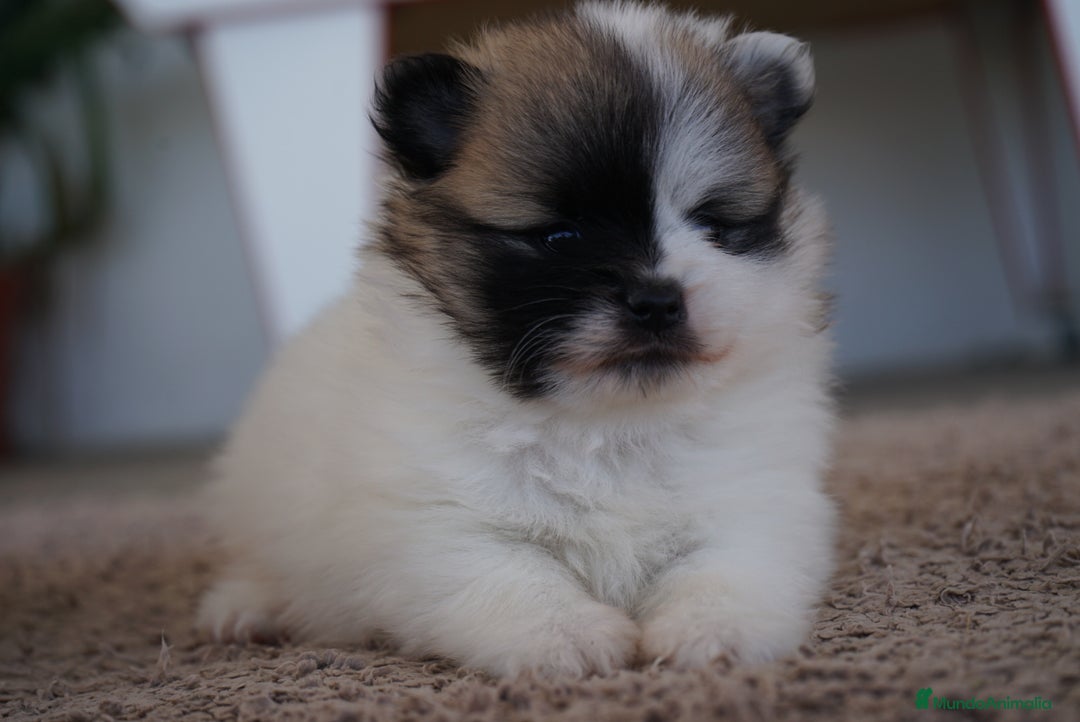 Pomerania perros en venta: 🌟 Prodigy y Roscón – Pomerania únicos - Imagen 2