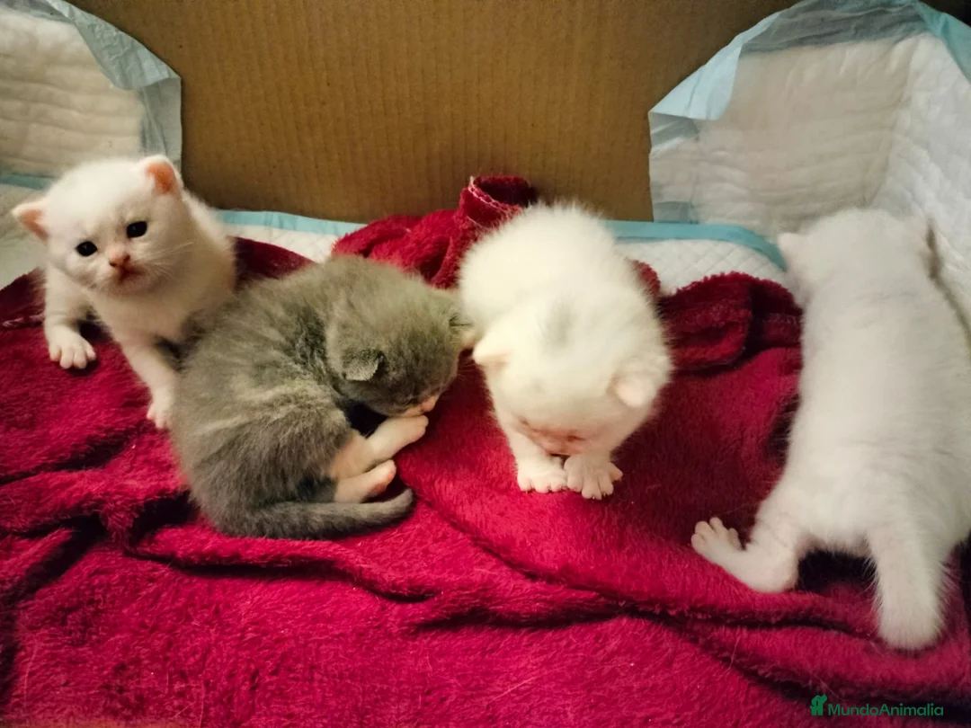 Británico de Pelo Corto gatos en venta: British Shorthair machos y hembra  - Anuncio 3