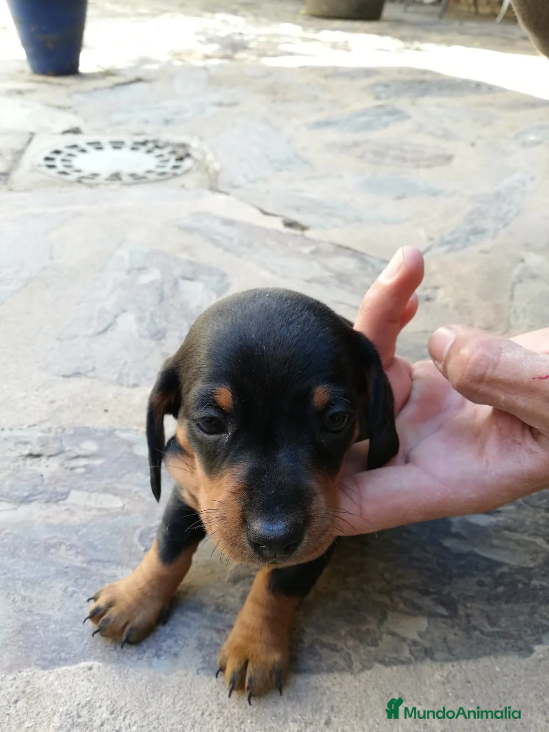 Teckel Miniatura perros en venta: Teckel clásicos y exóticos  en Ciudad Real - Anuncio 9