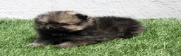 Pomerania perros en venta: Pomerania  - Anuncio 10