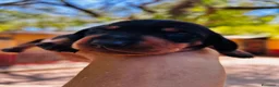 Teckel Miniatura perros en venta: Teckel Kaninchen. Excelente pedigree - Anuncio 4