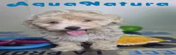 Maltipoo perros en venta: Maltipoo Hembra Apricot - Anuncio 6