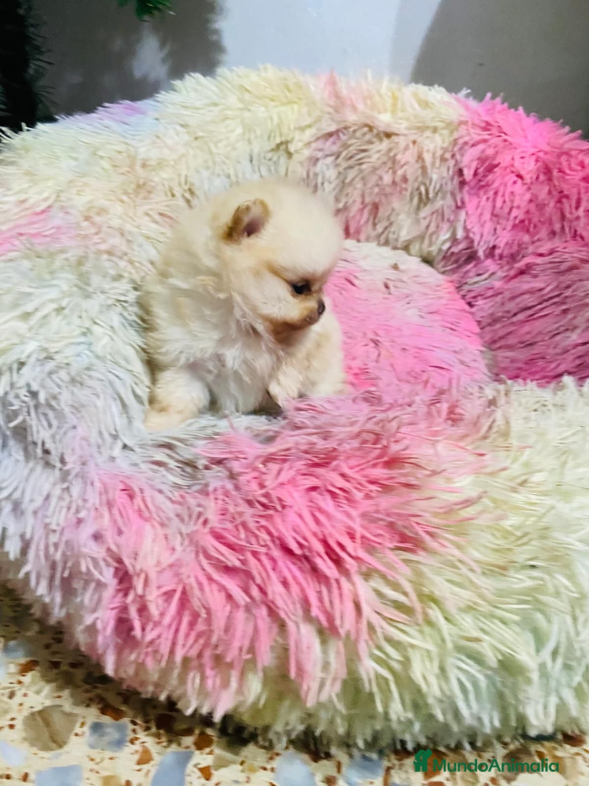 Pomerania perros Lulú de Pomerania toy muy toys  - Anuncio 2