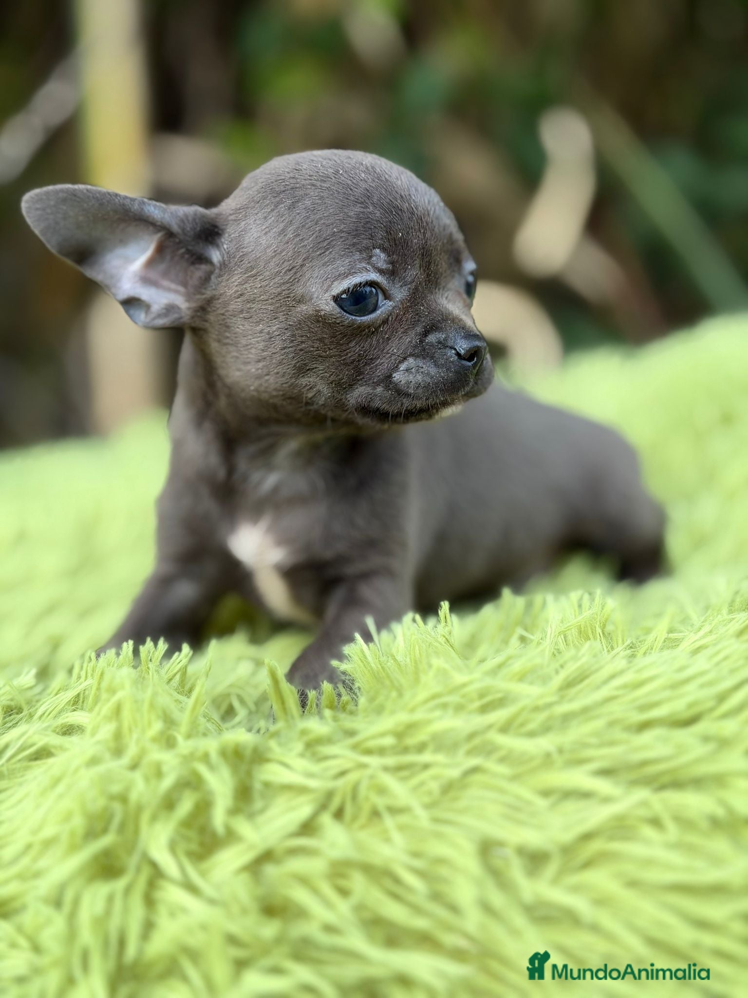 Chihuahua perros Chihuahua blue - Anuncio 18