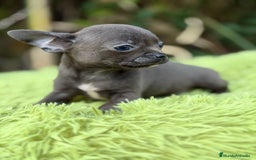 Chihuahua perros en venta: Chihuahua blue - Anuncio 1