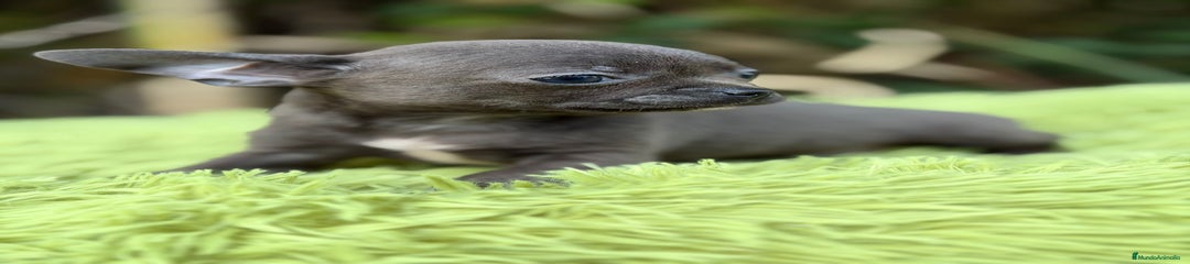 Chihuahua Cachorro 1