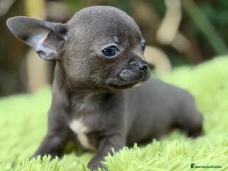Chihuahua perros Chihuahua blue - Anuncio 6