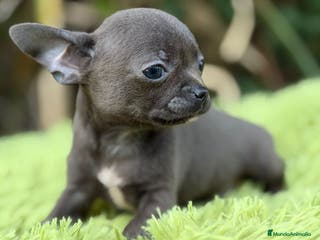 Chihuahua perros Chihuahua blue - Anuncio 25