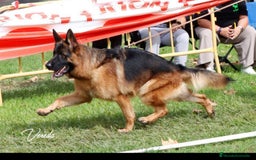 Pastor Alemán perros en venta: ! Próxima camada Pastores Alemanes Competición  - Imagen 10