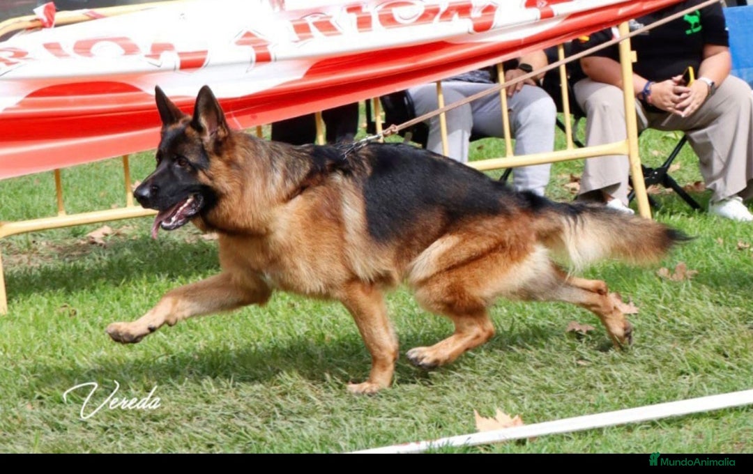Pastor Alemán perros en venta: ! Próxima camada Pastores Alemanes Competición  - Imagen 10