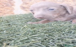Teckel Miniatura perros en venta: Teckel Hembras Isabella - Imagen 4