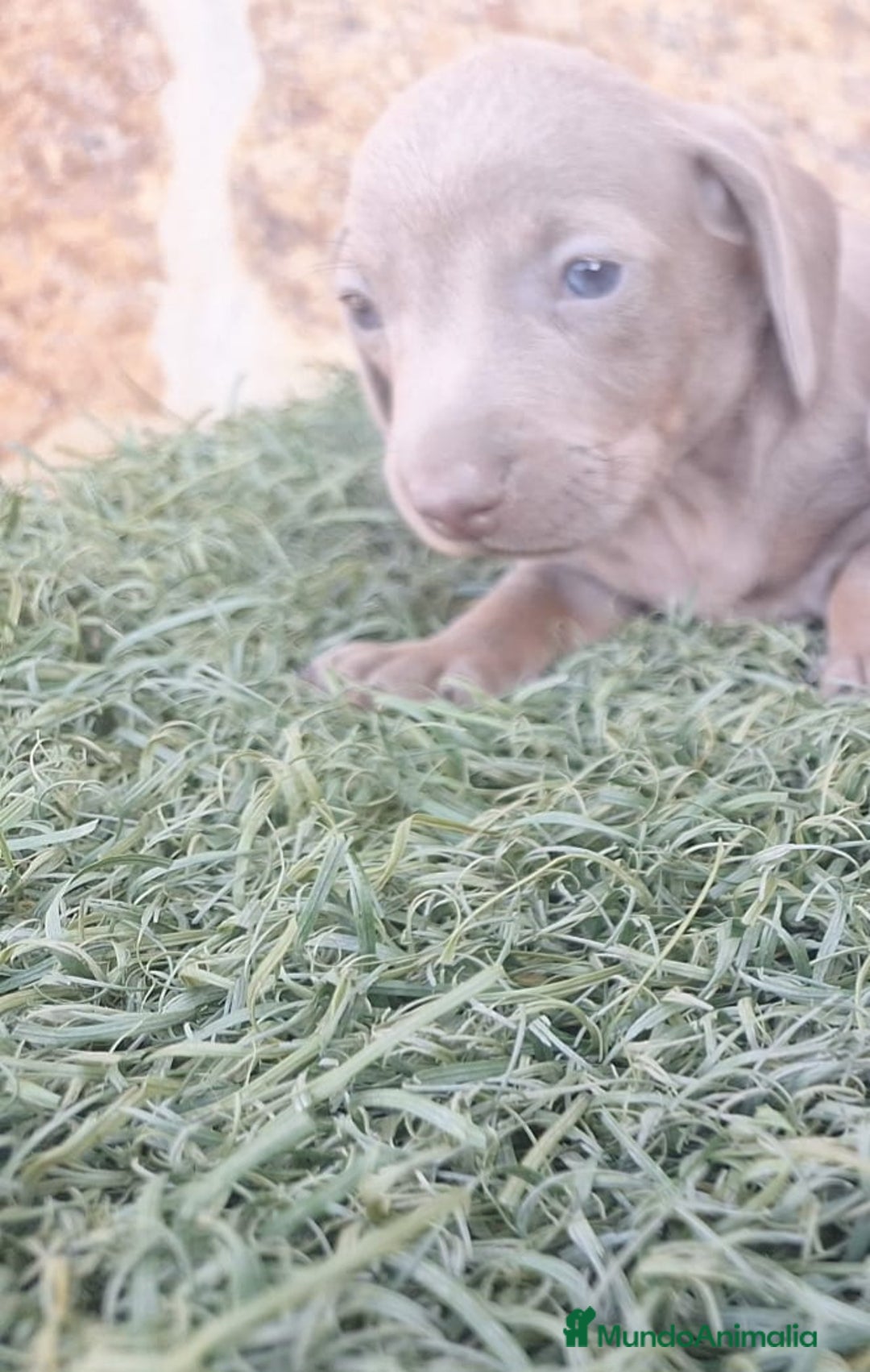 Teckel Miniatura perros en venta: Teckel Hembras Isabella - Imagen 4