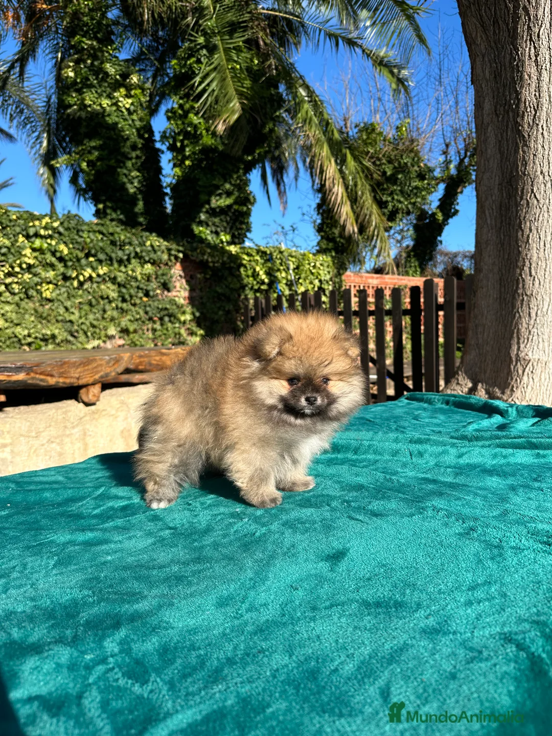 Pomerania perros en venta: POMERANIA TOY - Anuncio 3