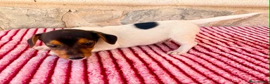 Jack Russell Terrier 1