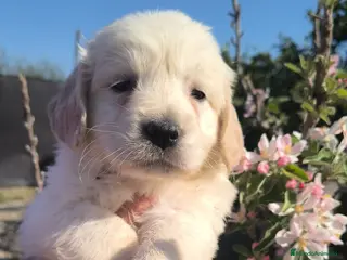 Golden Retriever perros Preciosos golden retriever línea americana en Valencia - Anuncio 3