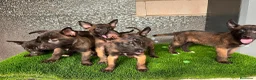 Pastor Belga Malinois perros en venta: Disponible Pastores belga Malinois  - Anuncio 2