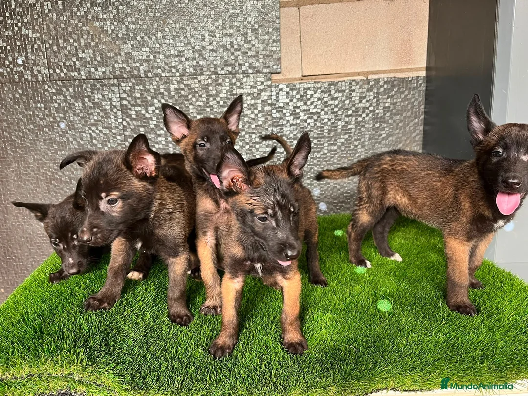 Pastor Belga Malinois perros en venta: Disponible Pastores belga Malinois  - Anuncio 2