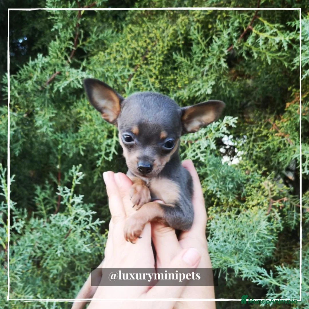 Ratón de Praga perros en venta: Camada de Ratón de Praga en Madrid - Anuncio 5