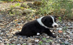 Border Collie perros en venta: 🐾 CACHORROS BORDER COLLIE DE ALTA CALIDAD 🐾 - Anuncio 5