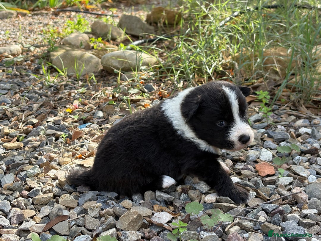 Border Collie perros en venta: 🐾 CACHORROS BORDER COLLIE DE ALTA CALIDAD 🐾 - Anuncio 5