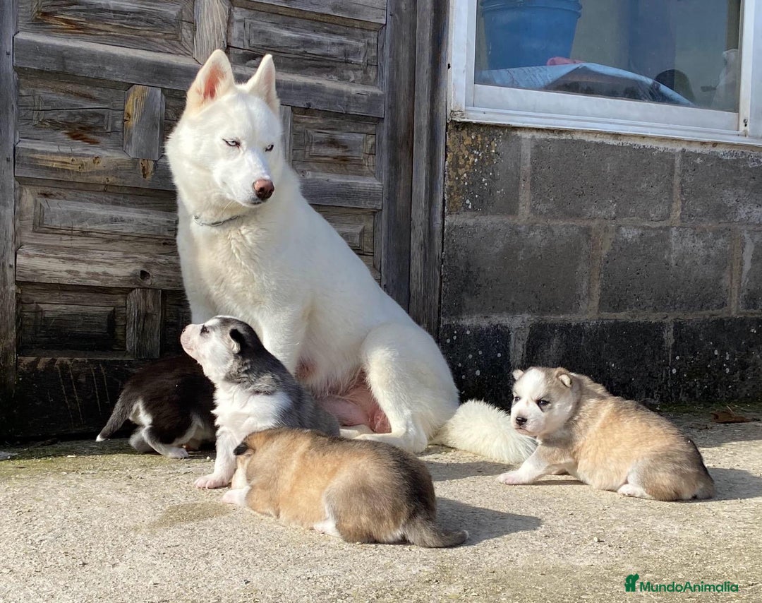 Husky Siberiano perros en venta: 	Huskies Siberianos Pura Raza Belleza y Nobleza - Anuncio 2