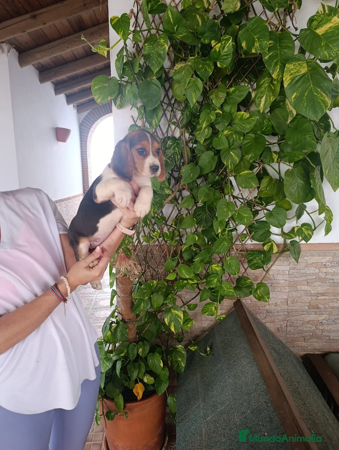 Beagle perros en venta: Beagle tricolor - Anuncio 2