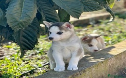 Husky Siberiano perros en venta: HUSKY SIBERIANO HEMBRA en Barcelona - Imagen 3
