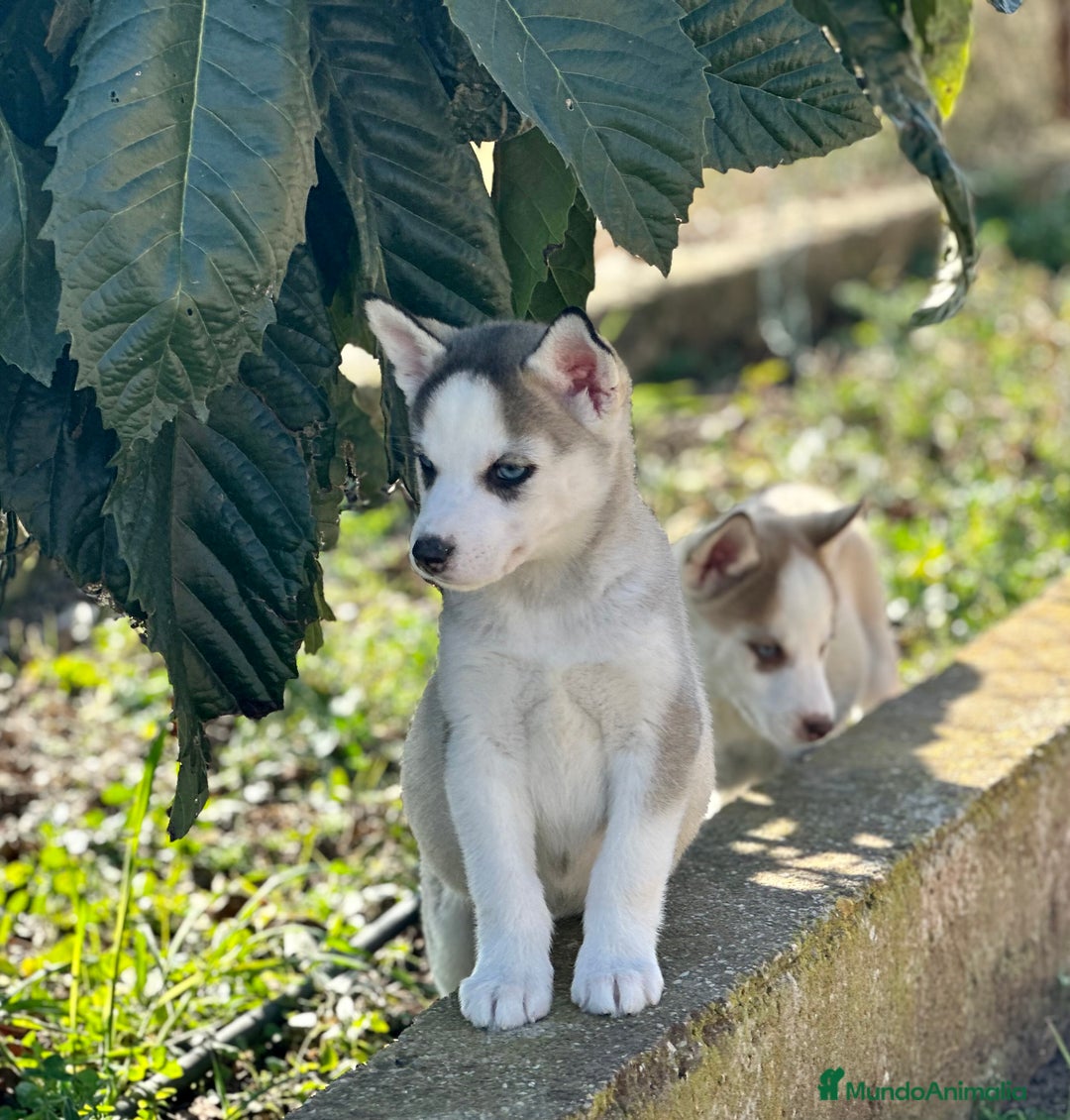 Husky Siberiano perros en venta: HUSKY SIBERIANO HEMBRA en Barcelona - Imagen 3
