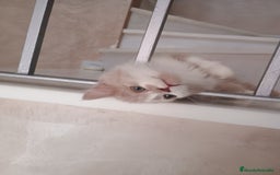 Highland Straight gatos en venta: Scottish straight  - Imagen 6