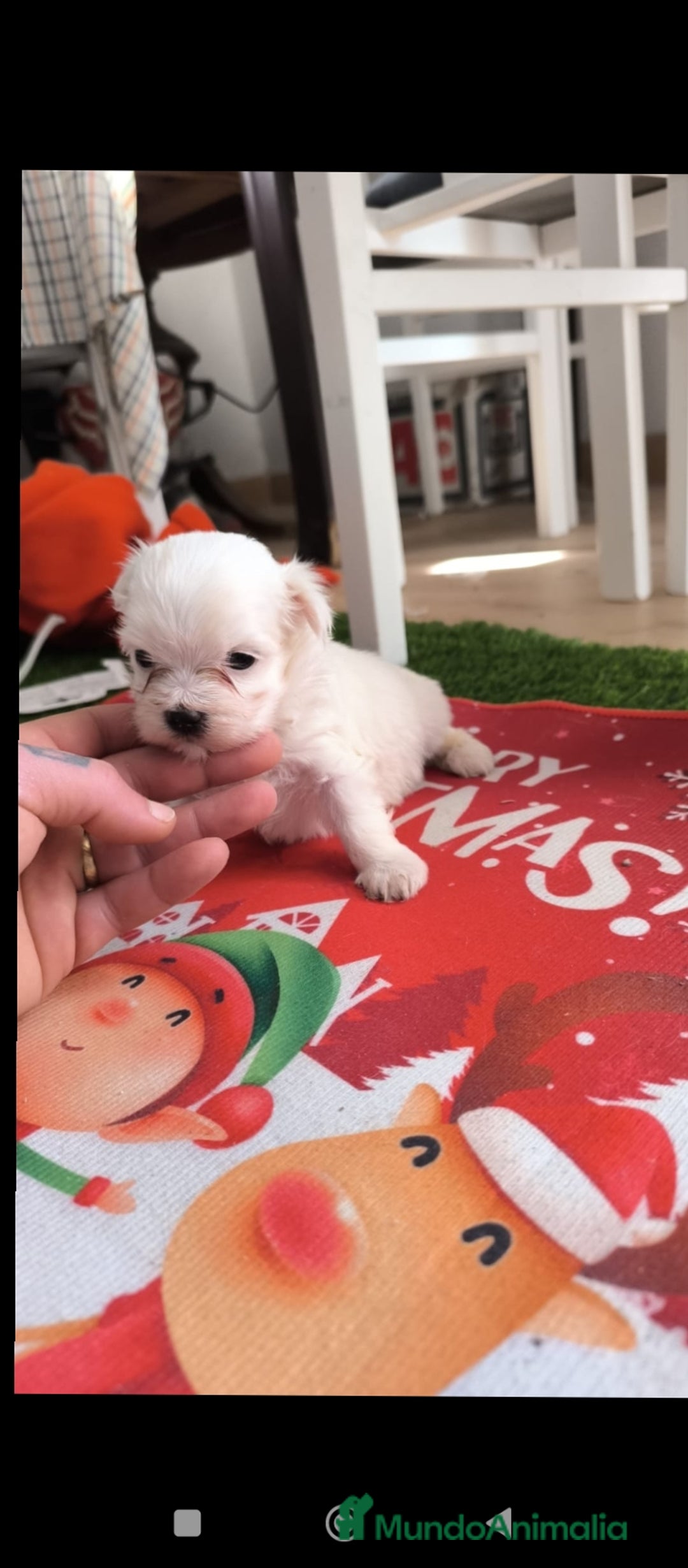 Bichón Maltés perros en venta: Preciosa pareja  - Anuncio 1