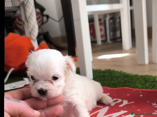 Bichón Maltés perros Preciosa pareja - Anuncio 2
