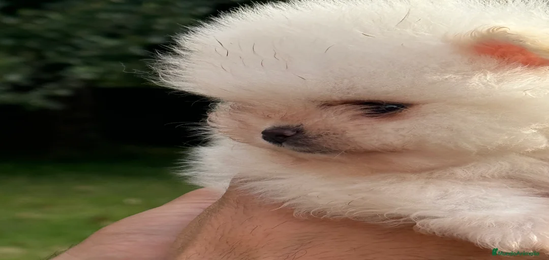 Imagen de galería {{count}}