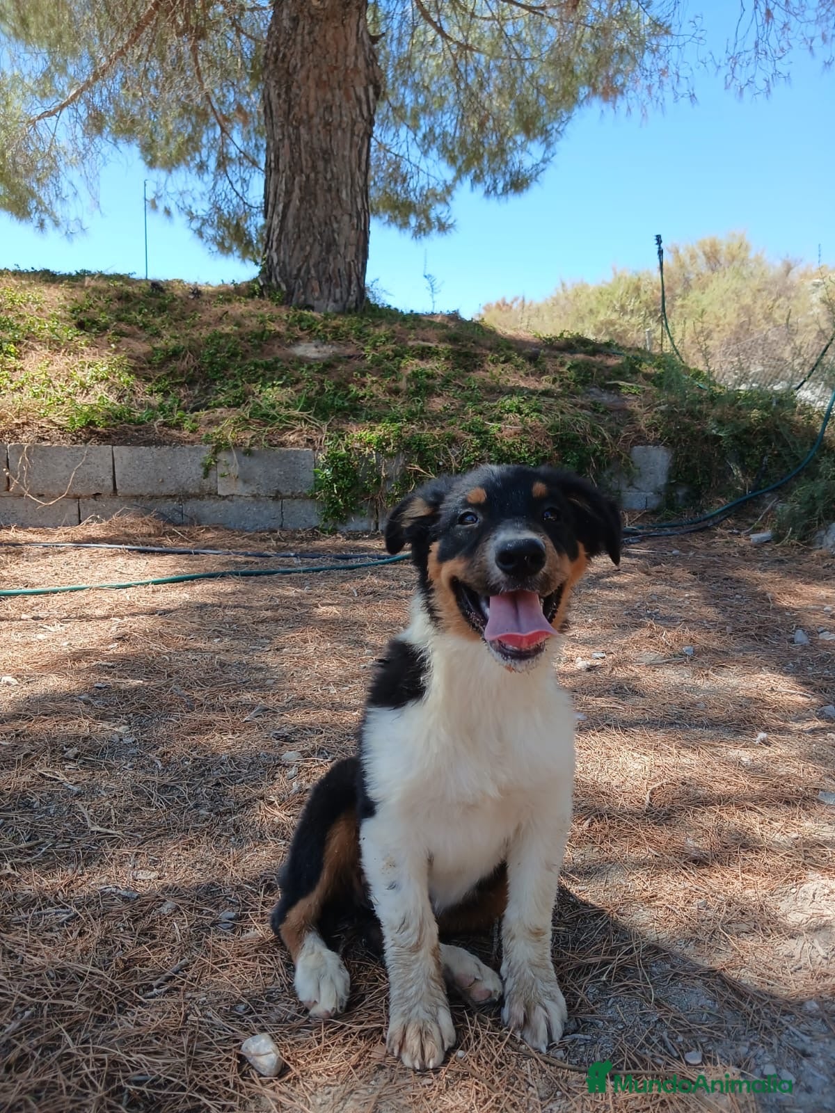 Pastor Australiano perros en venta: PASTOR AUSTRALIANO  - Anuncio 1