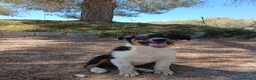 Pastor Australiano perros en venta: PASTOR AUSTRALIANO  - Anuncio 12