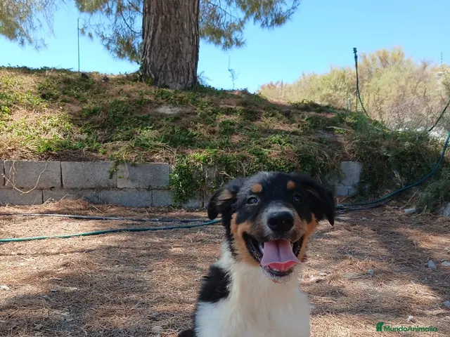 Pastor Australiano perros en venta: PASTOR AUSTRALIANO - Anuncio 1
