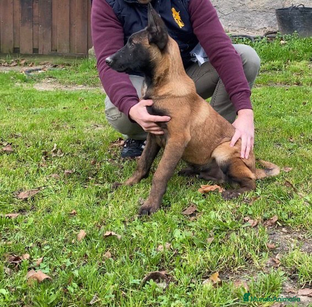 Pastor Belga Malinois perros en venta: Pastor Belga  - Anuncio 2