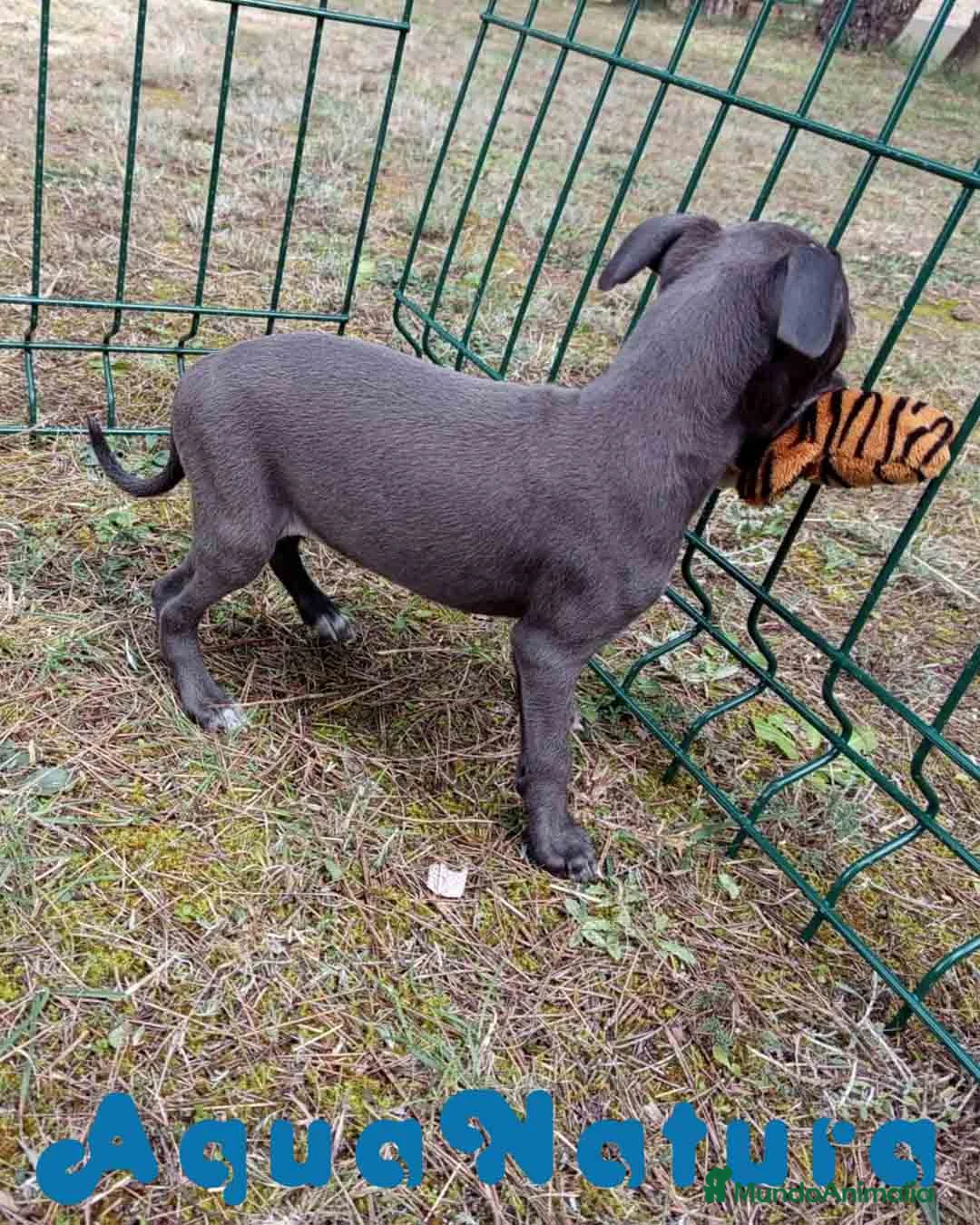 Pequeño Lebrel Italiano perros en venta: Lebrel Italiano Hembra 3 de AB y Omega AQUANATURA - Anuncio 9