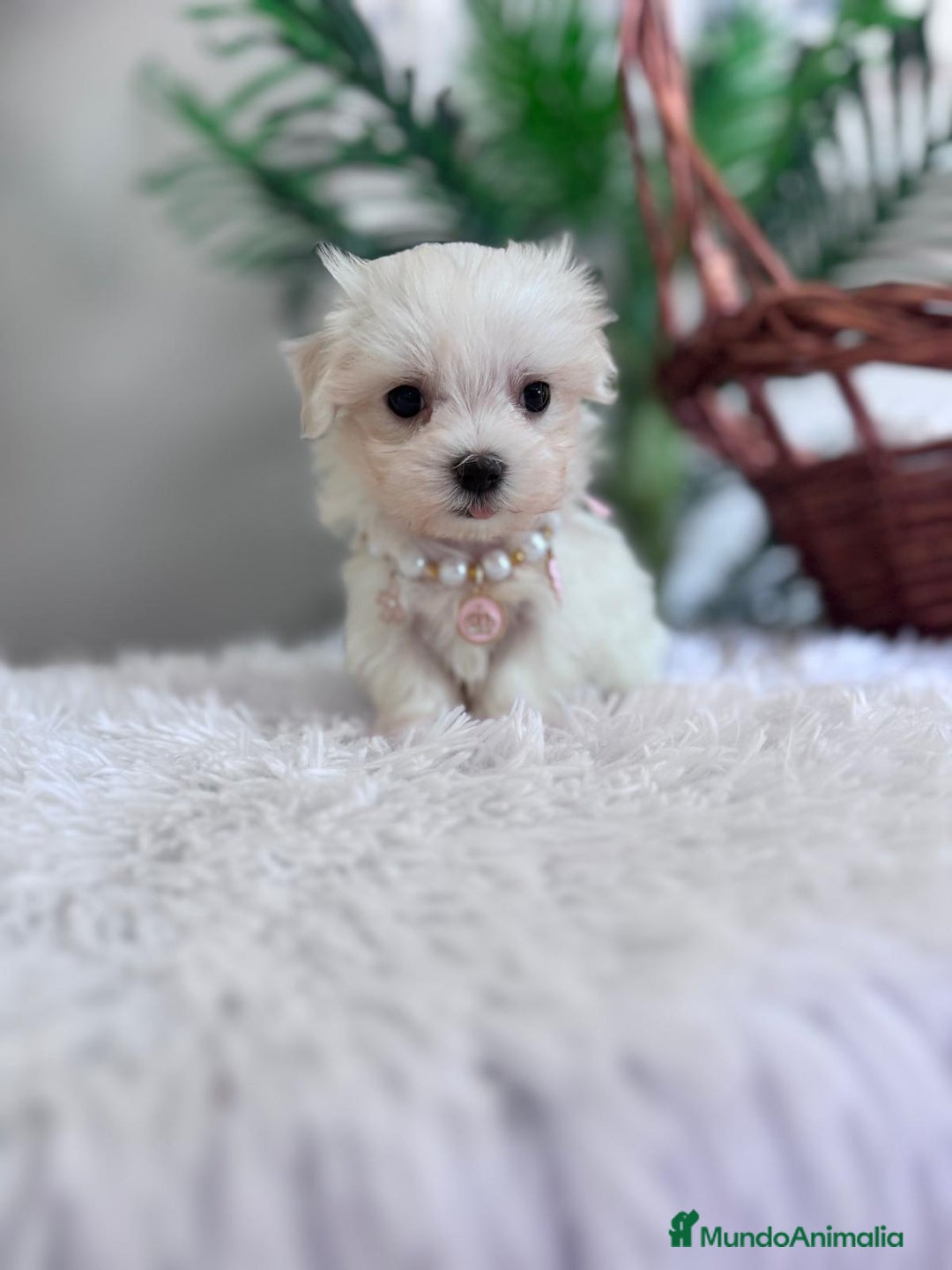 Bichón Maltés perros en venta: BICHON MALTES HEMBRA - Imagen 16