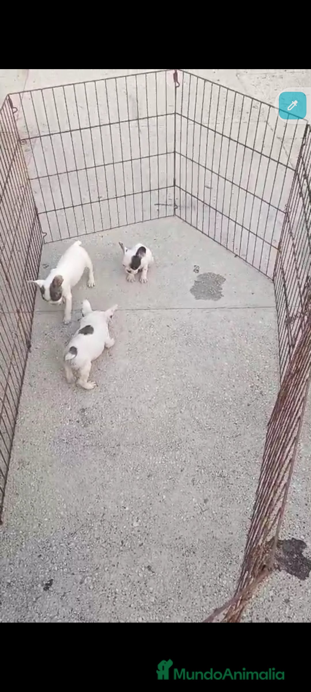 Bulldog Francés perros en venta: Bulldog francés exóticos  - Anuncio 6