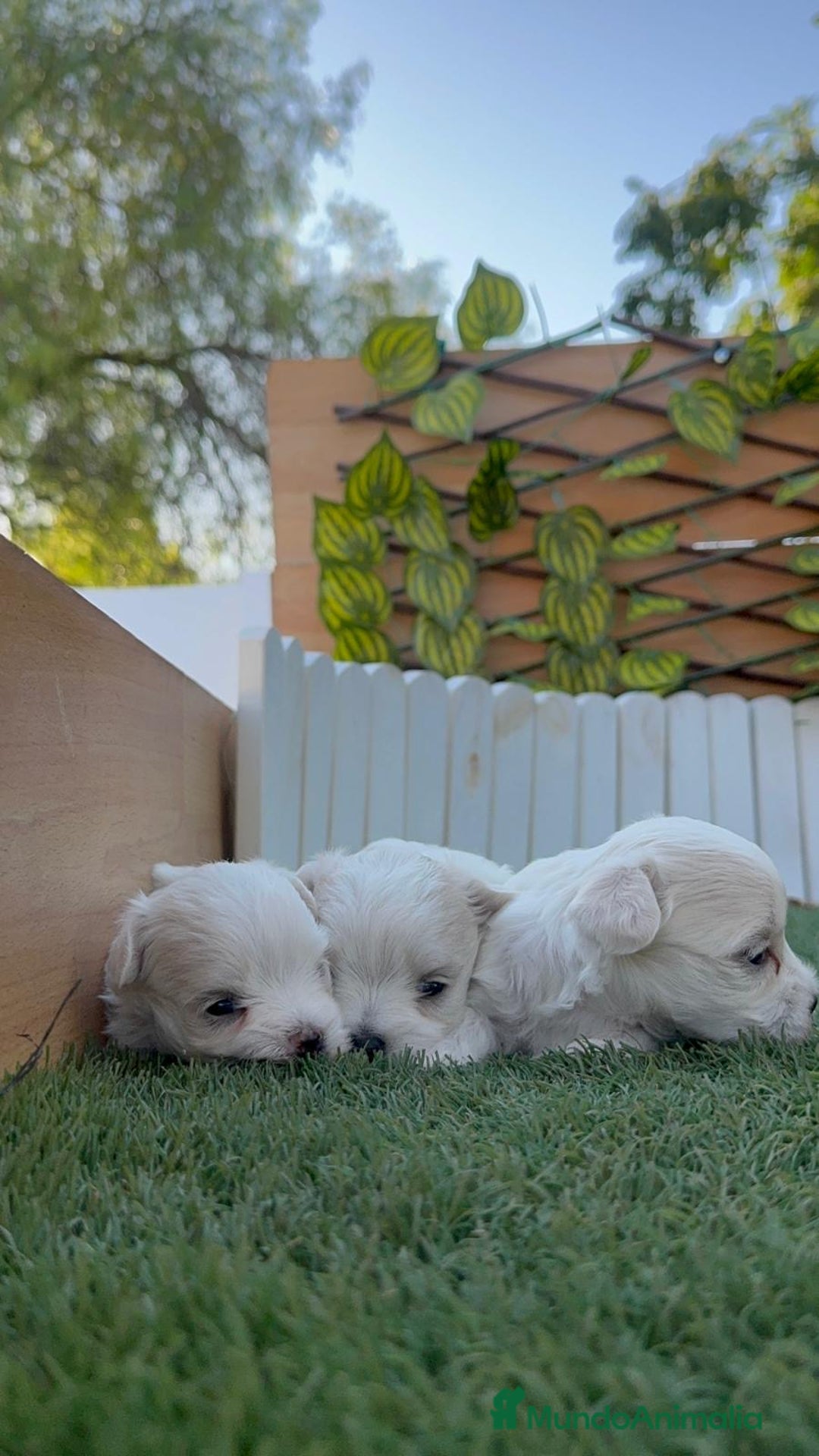 Bichón Maltés perros en venta: BICHÓN MALTÉS  - Imagen 7