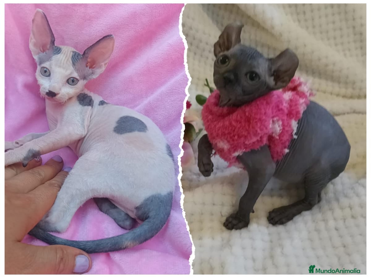 Sphynx gatos 💖 SPHYNX 💖 - Anuncio 3