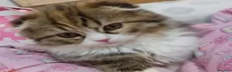 Scottish Fold gatos en venta: 2 Preciosas gatitas fold gemelas  - Anuncio 3