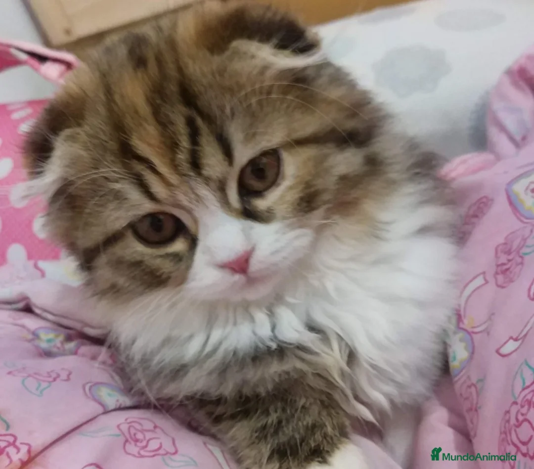 Scottish Fold gatos en venta: 2 Preciosas gatitas fold gemelas  - Anuncio 3