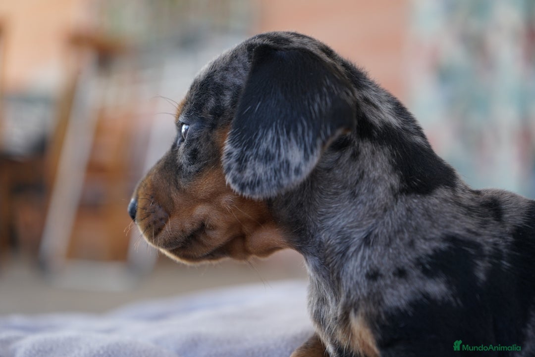 Teckel Miniatura perros en venta: 🌸 Florentina – Teckel miniatura merlé con negro🐾 - Imagen 11