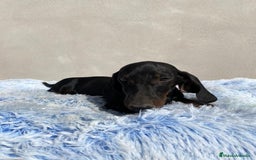 Teckel Miniatura perros en venta: TECKEL MINIATURA  - Imagen 2