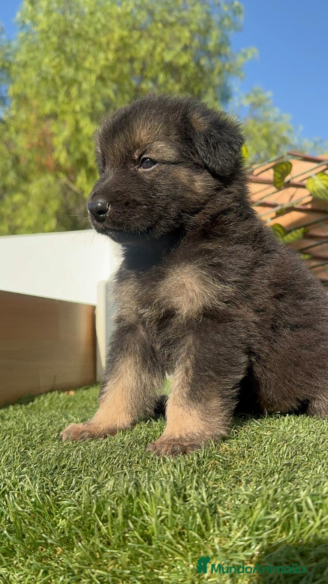 Pastor Alemán perros en venta: PASTOR ALEMÁN MACHO - Imagen 9