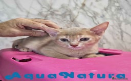 Abisinio gatos en venta: Abisinio Hembra de Mia 7913 AQUANATURA - Imagen 2