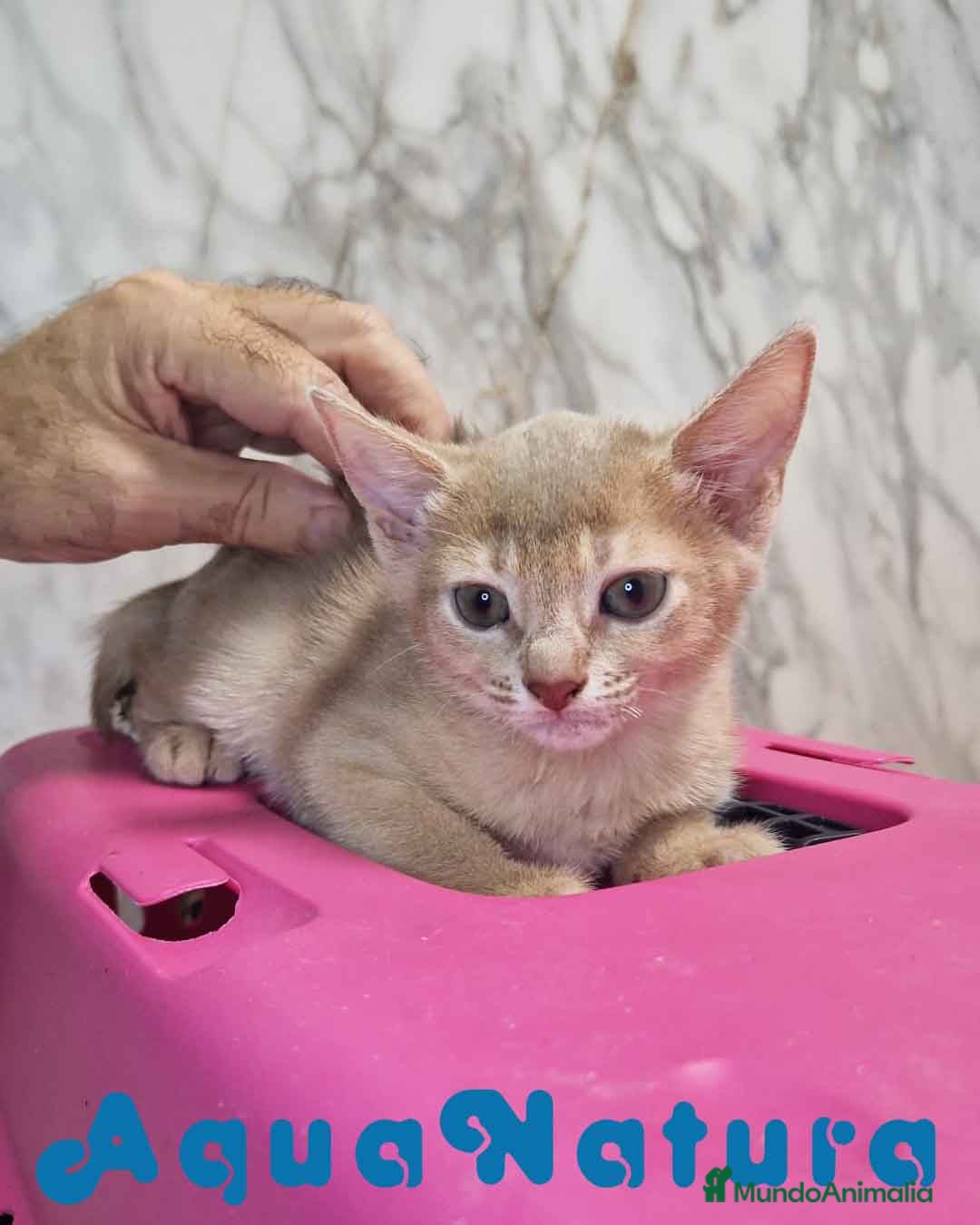 Abisinio gatos en venta: Abisinio Hembra de Mia 7913 AQUANATURA - Imagen 2