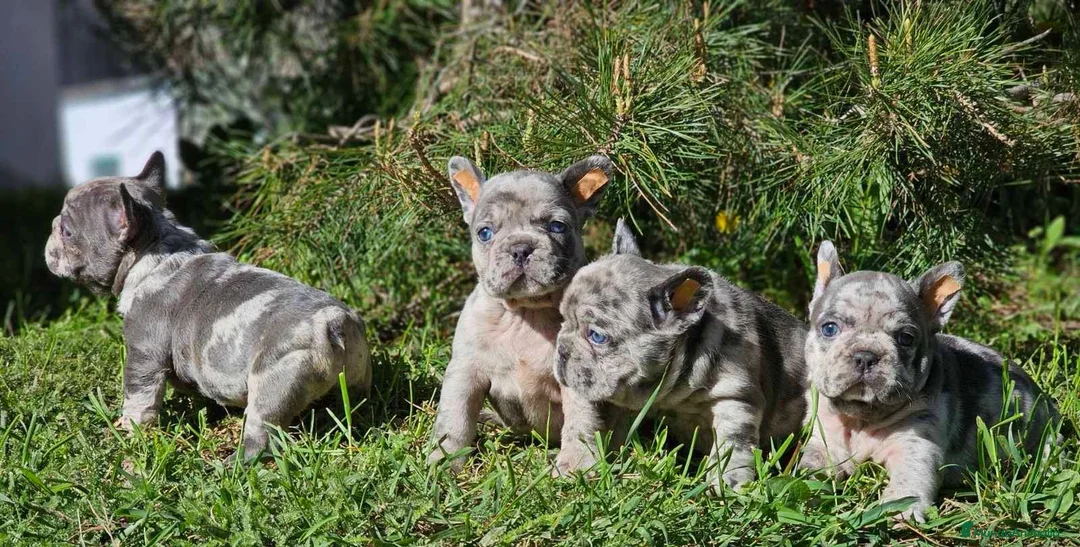 Bulldog Francés perros en venta: ‼️‼️BULLDOG FRANCES EXÓTICOS  - Anuncio 9