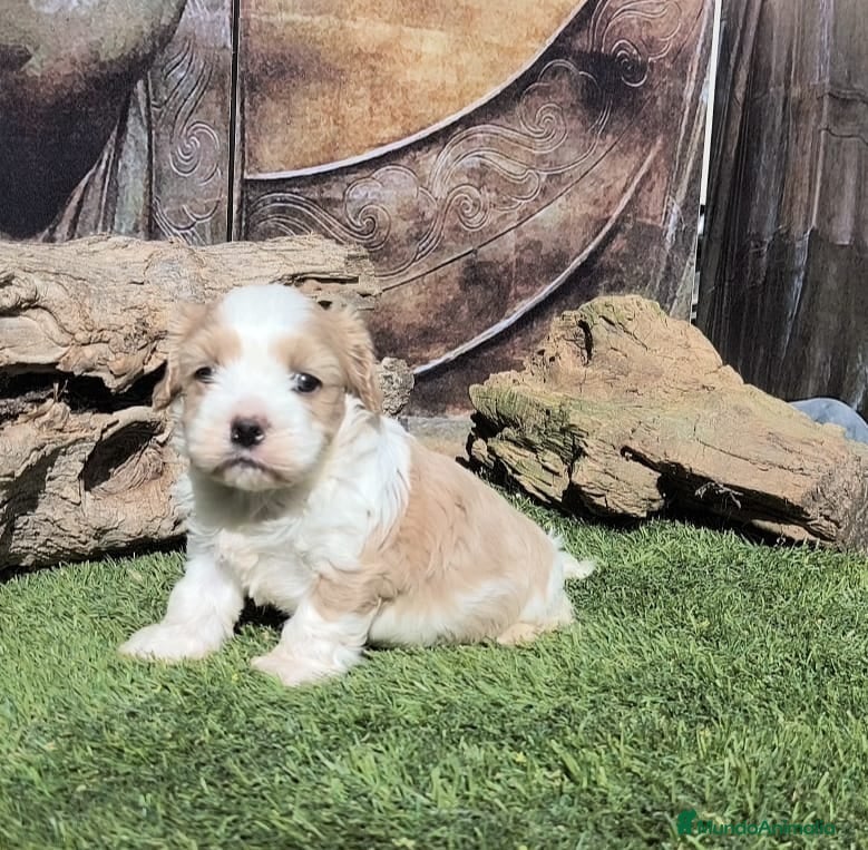 Raza Mixta perros Maltalier  - Anuncio 2